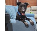 Adopt Damaris a Black Labrador Retriever / Blue Heeler / Mixed dog in Staten