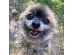 Adopt Khloe D13723 a Tan/Yellow/Fawn Pomeranian / Mixed dog in Minnetonka