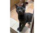 Adopt Donny, Marie, Whitney, & Seger a Domestic Shorthair / Mixed cat in York