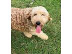 Adopt Thelma a Tan/Yellow/Fawn Labrador Retriever / Poodle (Standard) / Mixed