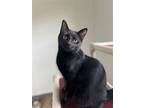 Adopt Asher a All Black Domestic Shorthair / Mixed (short coat) cat in