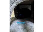 Adopt Moosel a Black (Mostly) Domestic Shorthair / Mixed cat in Franklin