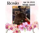 Adopt Rosie a All Black Domestic Shorthair / Mixed (short coat) cat in Sumter