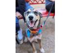 Adopt Harlow a Brown/Chocolate - with Tan Husky / Mixed dog in Denver