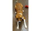 Adopt Daisy a Boxer / Hound (Unknown Type) / Mixed dog in Lexington