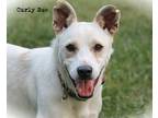 Adopt Curly Sue~35 pounds ???? a White - with Brown or Chocolate Husky /