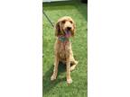 Adopt Marty - My Waitlist is Full a Tan/Yellow/Fawn Golden Retriever / Poodle
