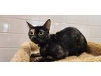 Adopt Mimi a All Black Domestic Shorthair / Mixed cat in Cedar Hill