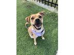 Adopt Gerty- IN FOSTER a Tan/Yellow/Fawn Mixed Breed (Medium) / Mixed dog in