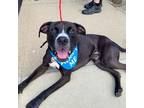 Adopt Hershey - IN FOSTER a Brown/Chocolate Mixed Breed (Large) / Mixed dog in