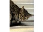 Adopt Tiger a Brown or Chocolate Domestic Shorthair / Domestic Shorthair / Mixed