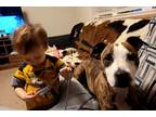 Adopt Athena (Tina Bean) a Brindle American Pit Bull Terrier / Boxer / Mixed dog