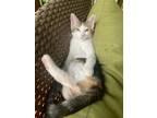 Adopt Claira a Calico or Dilute Calico Domestic Shorthair / Mixed (short coat)