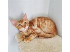Adopt Sparks a Orange or Red Tabby Domestic Mediumhair / Mixed (medium coat) cat