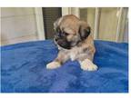 Lhasa Apso Puppy for sale in Jackson, MS, USA