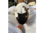 Adopt Big Daddy (gp23) a Guinea Pig small animal in Vancouver, BC (39040514)