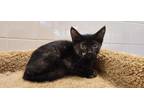 Adopt Cinder a All Black Domestic Shorthair / Domestic Shorthair / Mixed cat in