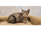 Adopt Rose a Brown or Chocolate Domestic Shorthair / Domestic Shorthair / Mixed