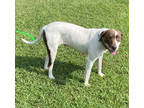 Adopt Cloud (HW+) (@ Petsmart) a White Pointer / Labrador Retriever / Mixed dog