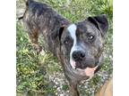 Adopt Jace a Brindle Pit Bull Terrier / Mixed dog in LaGrange, KY (38922280)