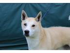 Adopt Zeus a Tan/Yellow/Fawn - with White Husky / Mixed dog in Statesboro