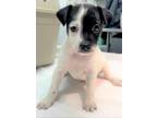 Adopt 160664 a White Mixed Breed (Small) / Mixed dog in Bakersfield