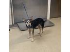 Adopt Domino a Black Australian Cattle Dog / Mixed dog in Fort Worth