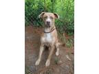 Adopt Parker a Tan/Yellow/Fawn - with White American Pit Bull Terrier / Mixed