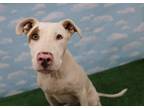 Adopt Brady a White - with Brown or Chocolate American Pit Bull Terrier / Mixed
