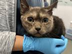 Adopt Speck* a Domestic Shorthair / Mixed cat in Pomona, CA (39011865)