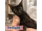 Adopt Twilight a All Black American Shorthair / Mixed (short coat) cat in Bronx