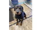 Adopt Jermey a Brown/Chocolate Mixed Breed (Large) / Rottweiler / Mixed dog in
