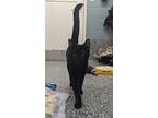 Adopt Byron a All Black Domestic Shorthair / Domestic Shorthair / Mixed cat in