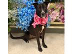 Adopt Nova a Black Mixed Breed (Large) / Mixed dog in DeKalb, IL (31114060)