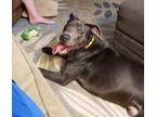 Adopt Cyrus a Gray/Blue/Silver/Salt & Pepper Mixed Breed (Large) / Mixed dog in