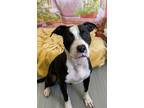 Adopt Cherry Jam a Bull Terrier / Mixed dog in LAFAYETTE, LA (39043707)