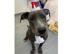 Adopt Blueberry Muffin a Terrier (Unknown Type, Medium) / Mixed dog in