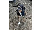 Adopt Garyanna a Hound (Unknown Type) / Mixed dog in Jasper, AL (39050428)