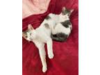 Adopt Winston And Wyatt a White (Mostly) American Shorthair / Mixed (short coat)