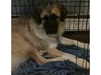 Adopt Prue a Brown/Chocolate - with Black Great Pyrenees / Mixed dog in