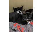 Adopt Spinach a All Black Domestic Shorthair / Domestic Shorthair / Mixed cat in