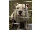 Adopt CoCo a White American Pit Bull Terrier / Mixed dog in Okatie