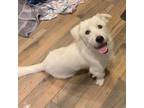 Adopt Scruffy a White Corgi / Terrier (Unknown Type, Small) / Mixed dog in