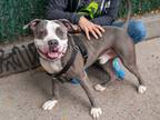 Adopt Smokey a Mixed Breed (Large) / Mixed dog in New York, NY (39048828)