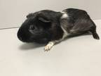 Adopt Midnight a Guinea Pig small animal in New York, NY (39050241)