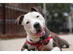 Adopt Pastrami a Brindle - with White American Pit Bull Terrier / Mixed dog in