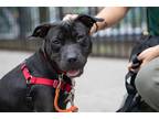 Adopt Salami a Black American Pit Bull Terrier / Mixed dog in New York
