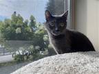 Adopt Thumbelina a Gray or Blue Domestic Shorthair / Mixed (short coat) cat in