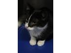 Adopt Hattie a All Black Domestic Shorthair cat in Johnstown, PA (39029656)