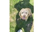 Adopt Goldie a Poodle, Goldendoodle